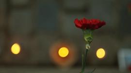 Clavel rojo en conmemoración del Golpe de Estado en Chile